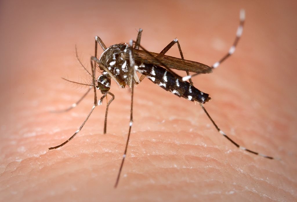 1024px-Aedes_Albopictus