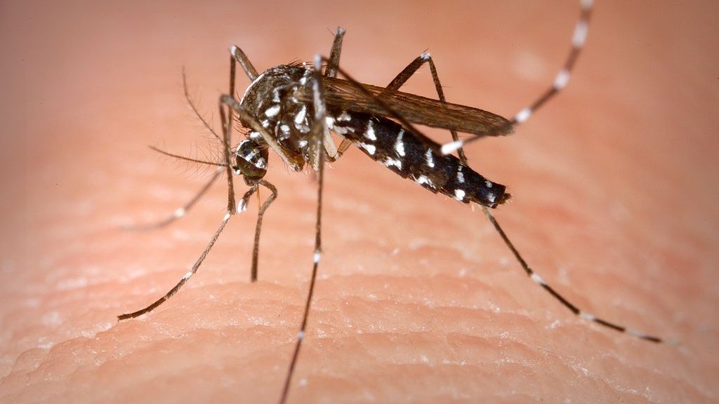 1024px-Aedes_Albopictus