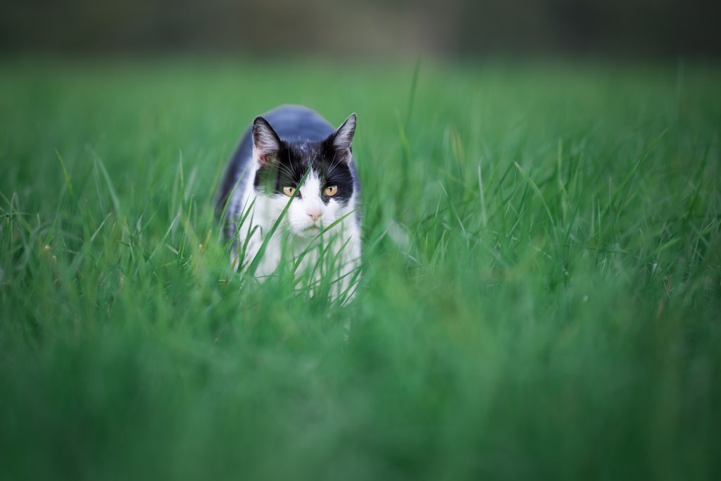 Cat on the hunt
