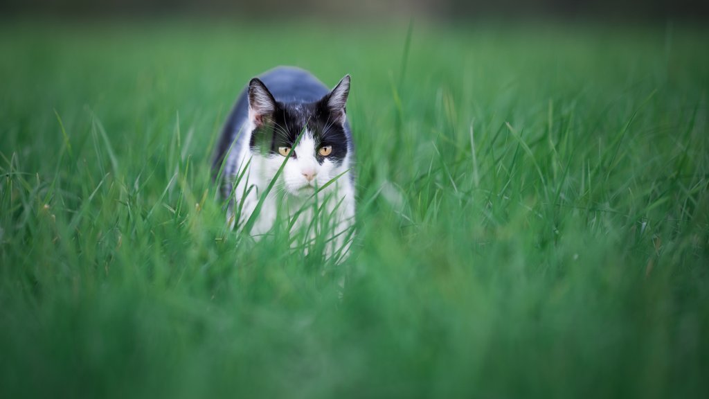 Cat on the hunt