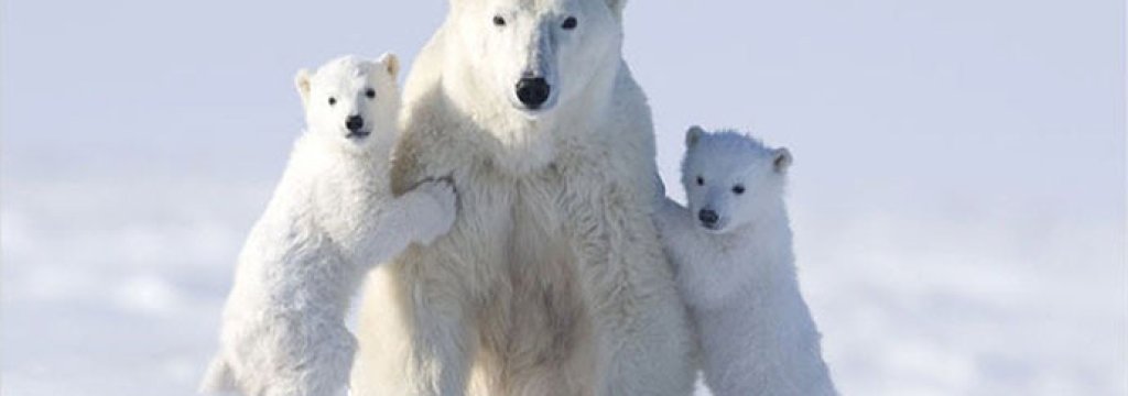 00b-russian-polar-bear-fight-08-12