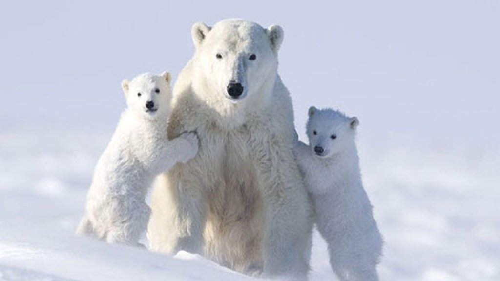 00b-russian-polar-bear-fight-08-12