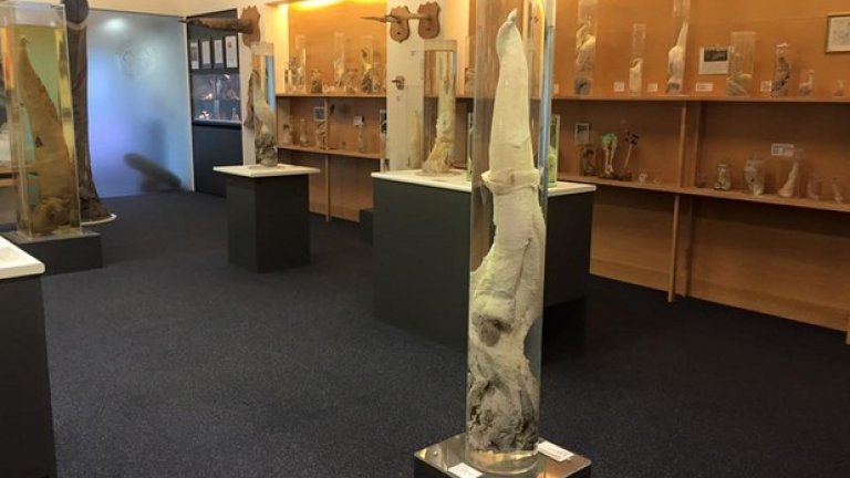Е, понякога музеите могат да събират не картини, статуи и снимки, а пениси. Това е „специалността“ на Палеонтологичния музей в Рейкявик, Исландия, може би единствения в света с толкова много мъжки полови органи на едно място, общо от 93 животински вида. 

  Пенис от кит, тюлен, бик.. че даже от елф или трол, ако прочетем с какво се хвалят кураторите. 

  Преди четири години на музея беше дарен първият човешки пенис, според последната воля на донора, но за съжаление не в особено добро състояние. Заради дългогодишното търсене на човешки пенис, канадска компания засне документален филм за музея в Рейкявик.