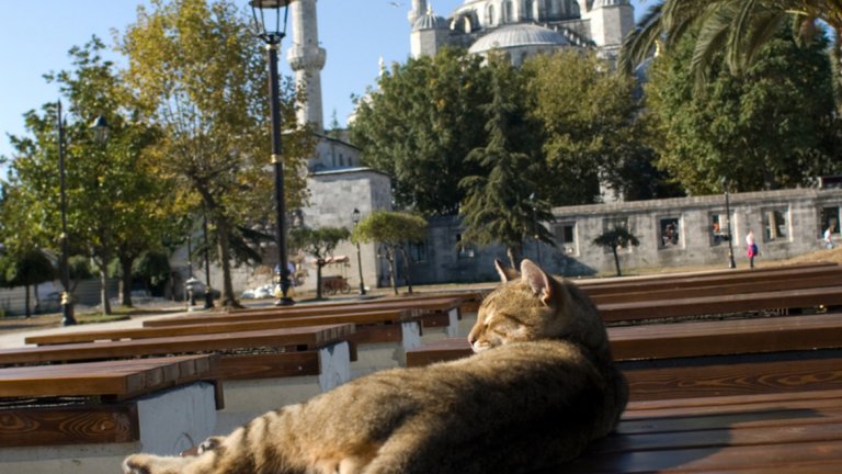 Истанбул и любимото животно на турския мегаполис - котката