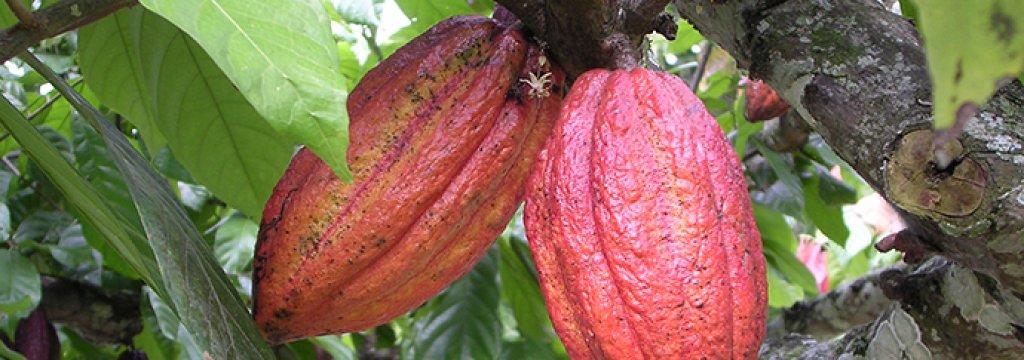 cacao