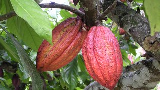 cacao