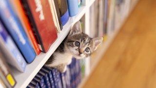 Естественото им поведение е да се крият