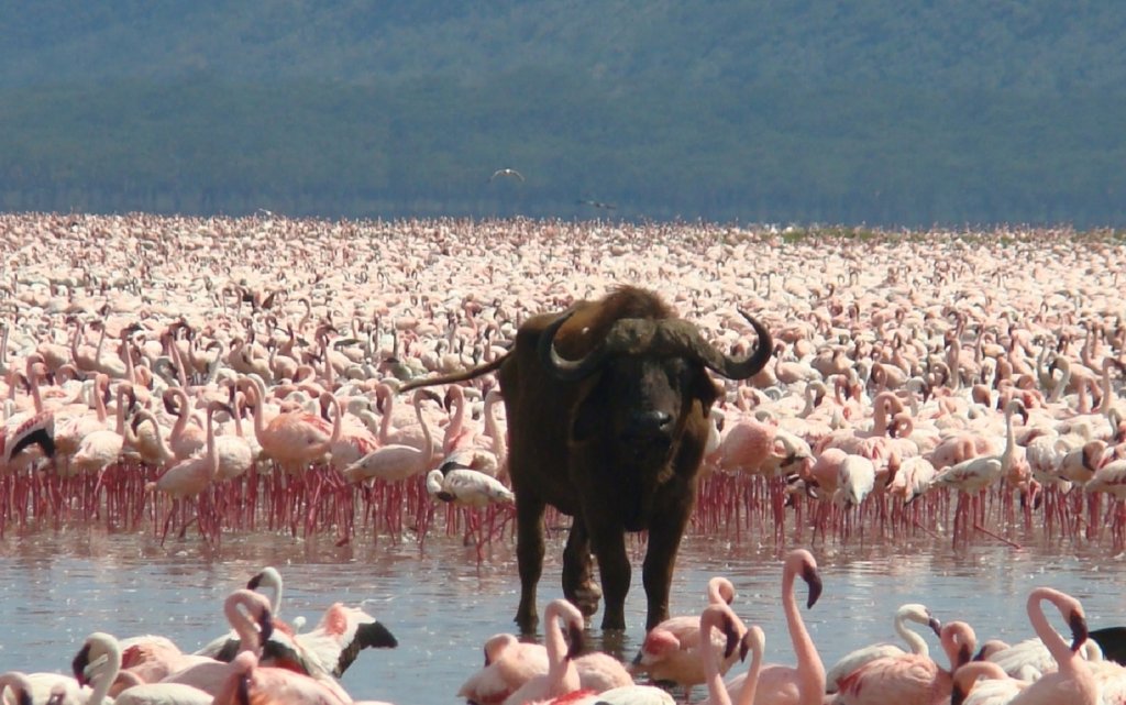 Lake-Nakuru