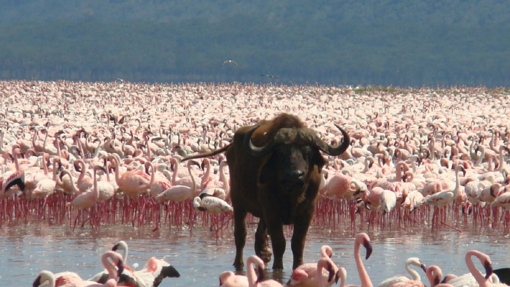 Lake-Nakuru