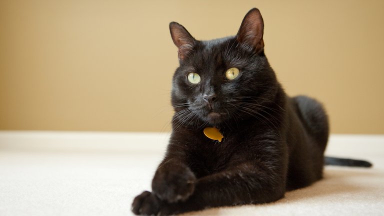 "Ако искате да осиновите черна котка в Тераса, ще трябва да е след Хелоуин"