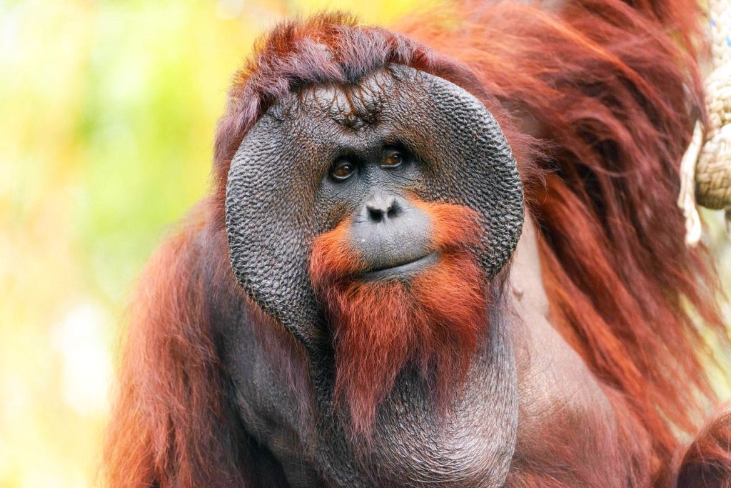Male_Bornean_Orangutan_-_Big_Cheeks