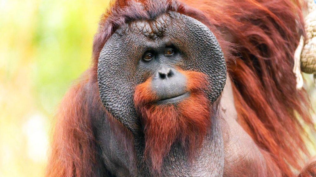 Male_Bornean_Orangutan_-_Big_Cheeks