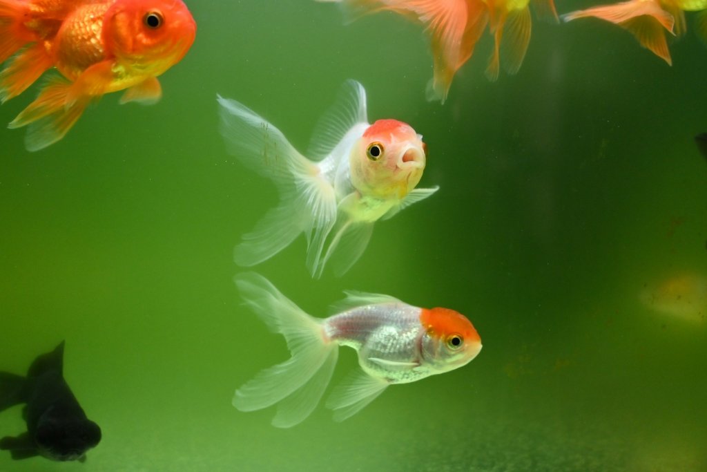 shuvrodeep-dutta-2yedUjJVTvc-unsplash