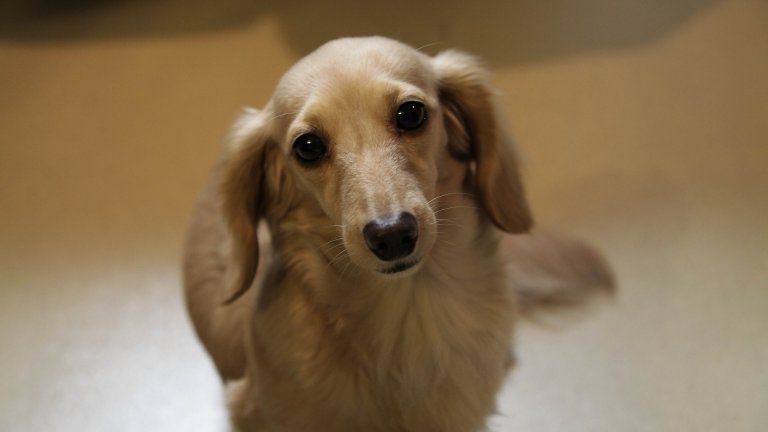 Дакел
Има докладван случай за дакел, живял 21 години, което никак, никак не е малко за куче. Дакелите може и да стават обекти на подигравка, но това са сериозни, ловни кучета, използвани за лов на лисици. Те са лоялни и са куражлии, но трябва да се гледат с внимание, ако живеят с малки деца, тъй като понякога могат да реагират агресивно на дразнене.