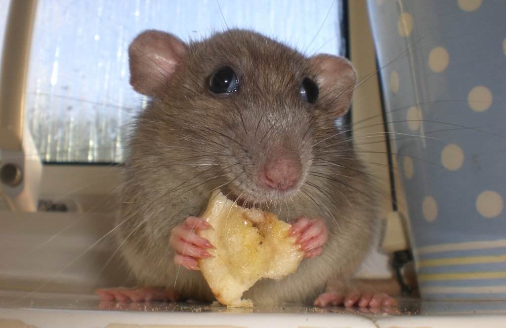 rat-cookie