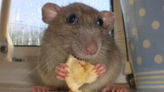 rat-cookie