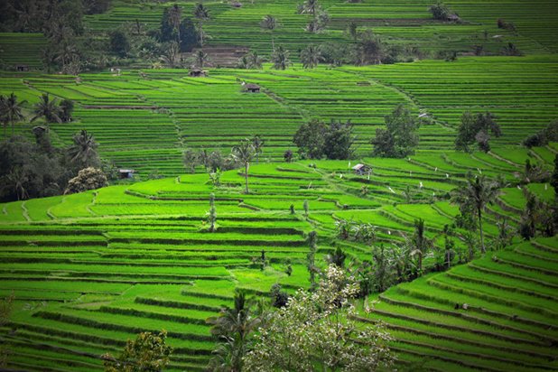Оризовите полета дават храна и работа на хиляди семейства в Индонезия. Поддържането им в този вид обаче със сигурност не е никак лесно и затова всекидневно се полагат грижи.