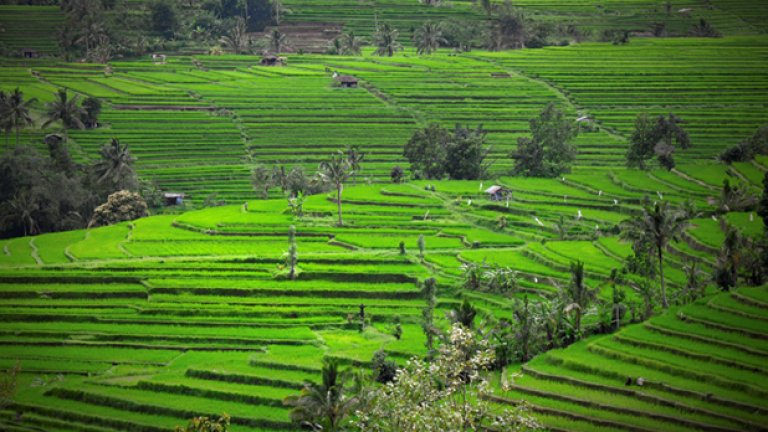 Оризовите полета дават храна и работа на хиляди семейства в Индонезия. Поддържането им в този вид обаче със сигурност не е никак лесно и затова всекидневно се полагат грижи.