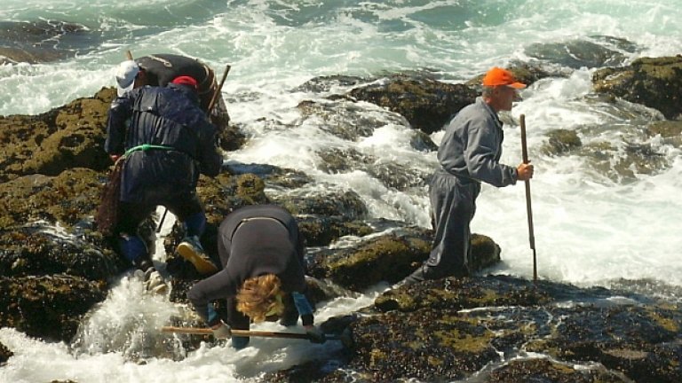 Доброволци почистват нефта от брега на Kоста дa мортe