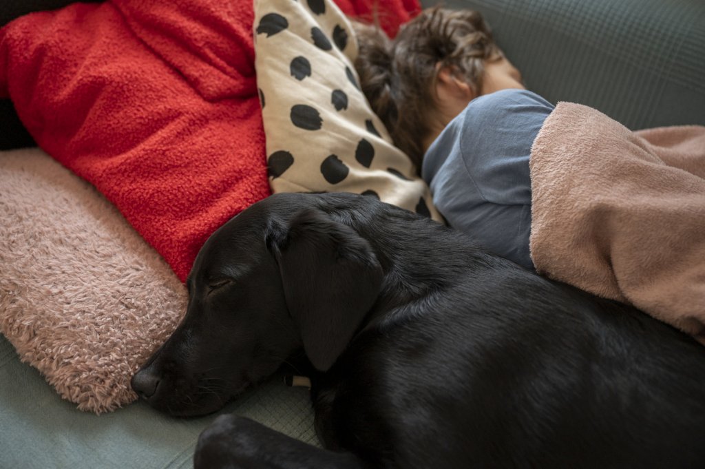 Лабрадор
Другата типично семейна порода кучета. Лабрадорите са известни с това, че обичат да са около деца, освен това се разбират добре и с други домашни любимци. Те са игриви, мили и привързани и обожават да са със семейството (глутницата). Те са и сред най-податливите на обучение породи.
Лабрадорите пасват добре на по-активни семейства, тъй като кипят от енергия и са доста умни животни, които имат нужда от ментална и физическа стимулация.