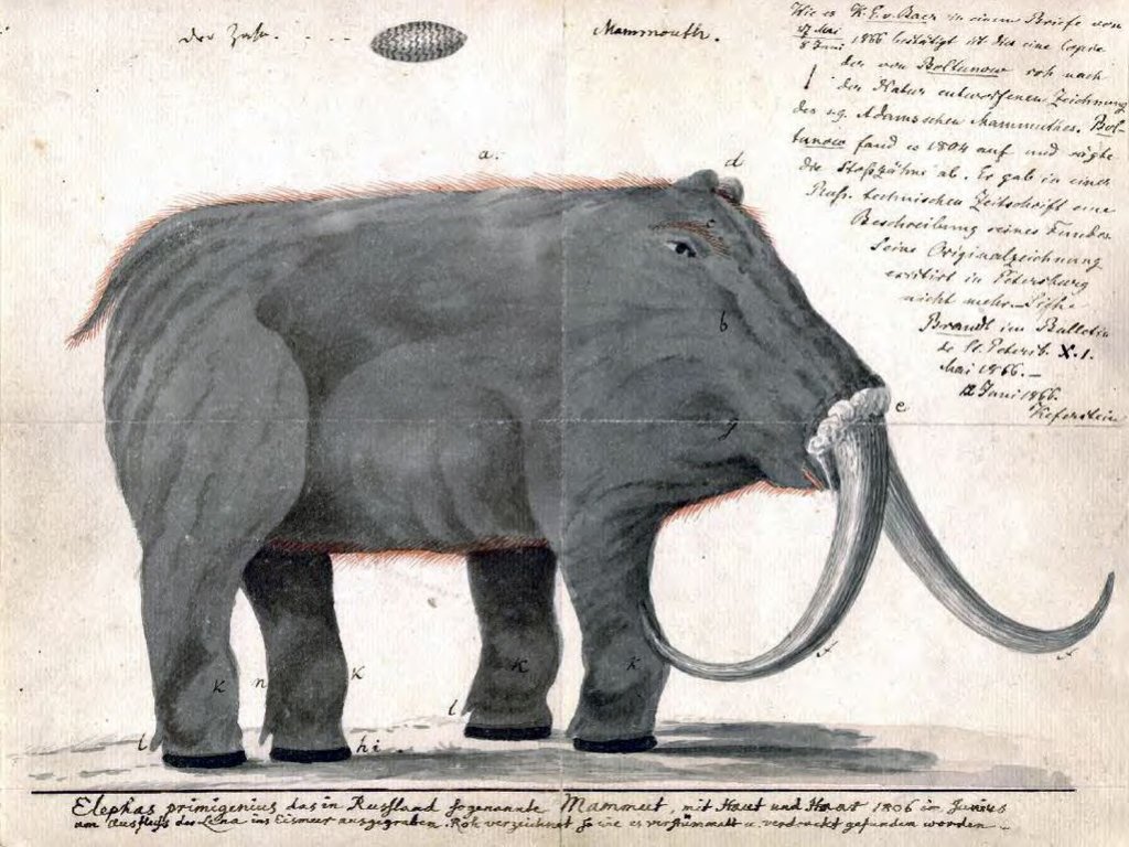 Boltunov_mammoth