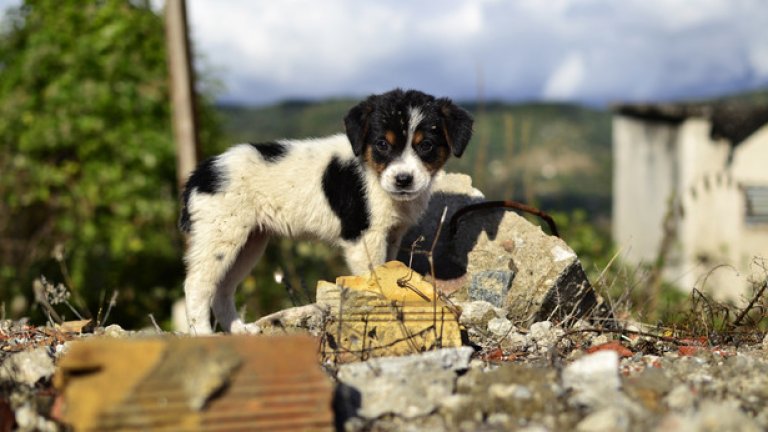 Бездомно кученце е намерило убежище сред руините на някогашна постройка