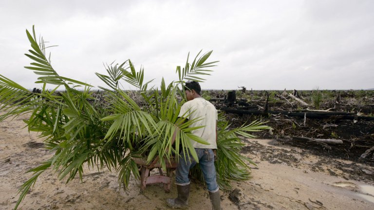 Обезлесяването е основният проблем при производството на палмово олио.