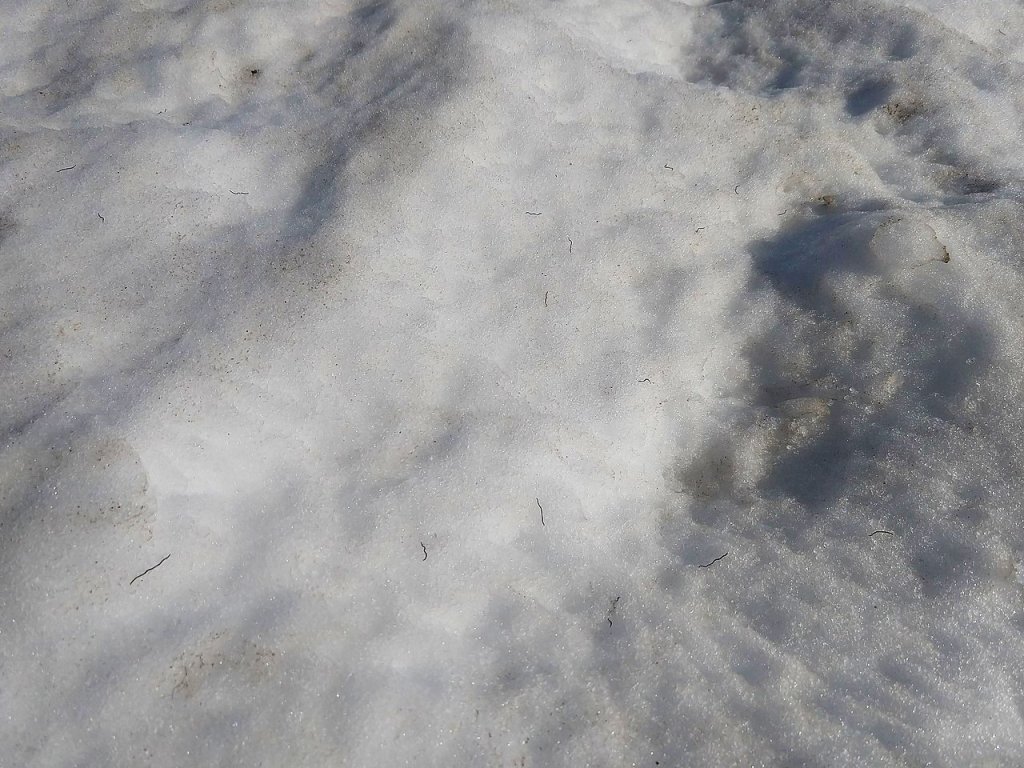 1280px-North_American_glacier_ice_worms_on_Mount_Rainier