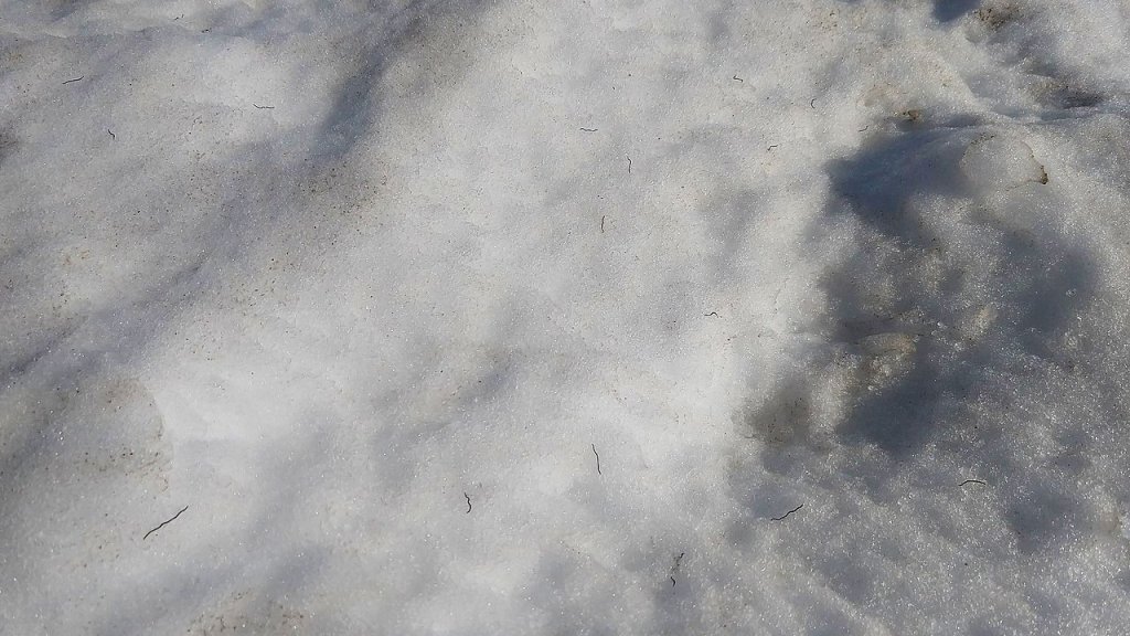 1280px-North_American_glacier_ice_worms_on_Mount_Rainier