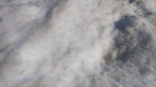 1280px-North_American_glacier_ice_worms_on_Mount_Rainier