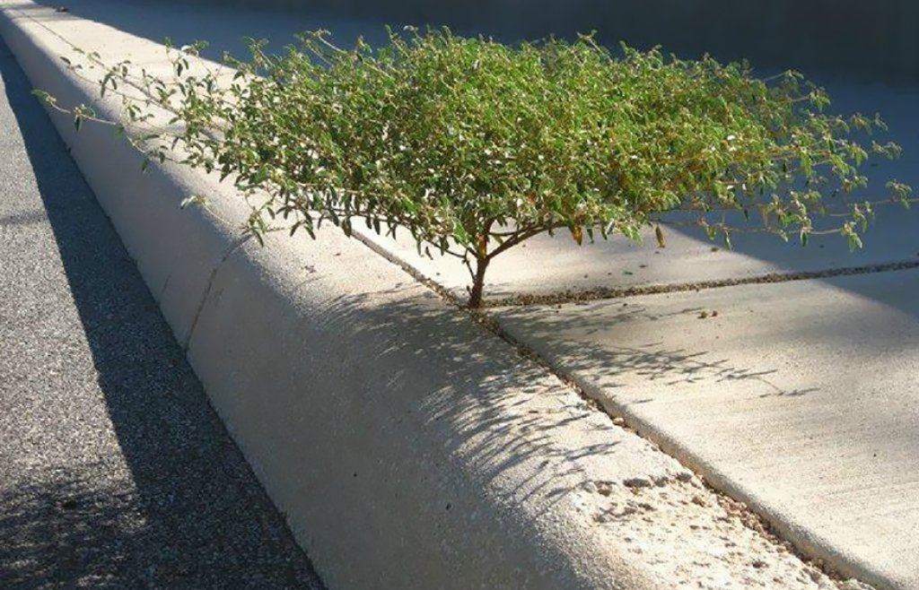 flower-tree-growing-concrete-pavement-112