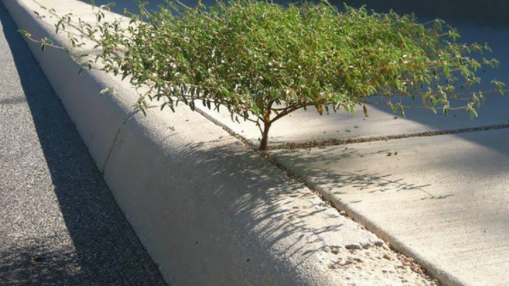 flower-tree-growing-concrete-pavement-112