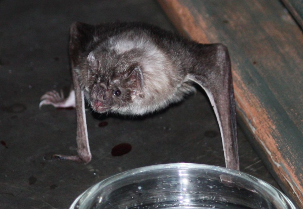 1280px-Vampire_Bat_12