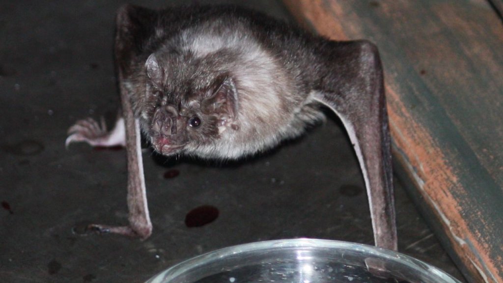 1280px-Vampire_Bat_12