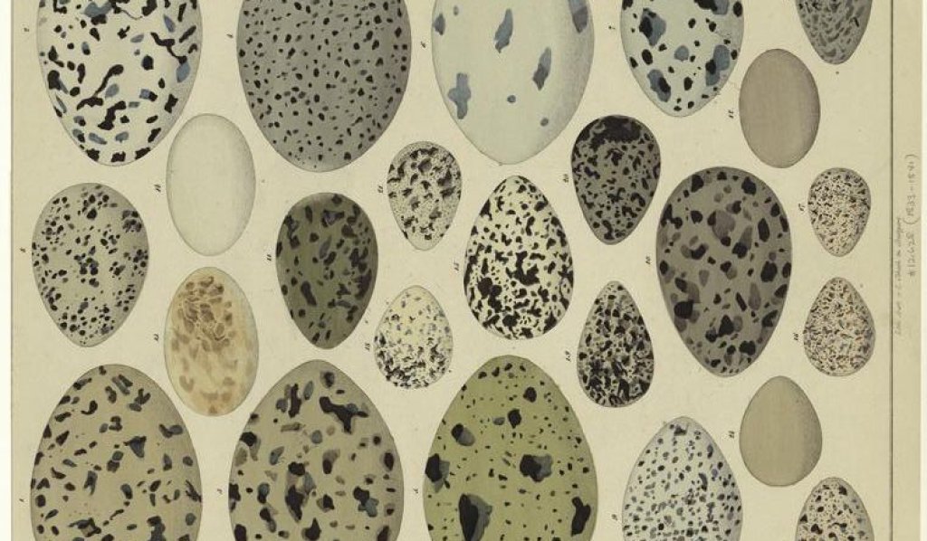 Bird_eggs