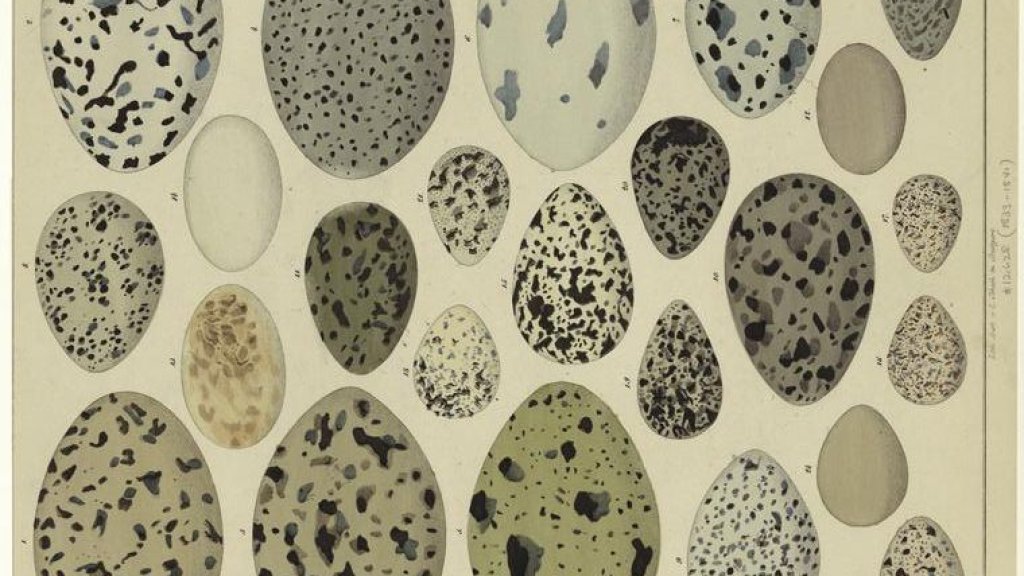 Bird_eggs