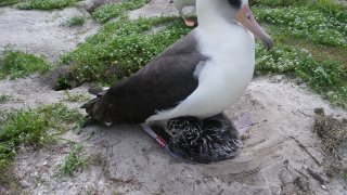 Laysan_albatross_fws