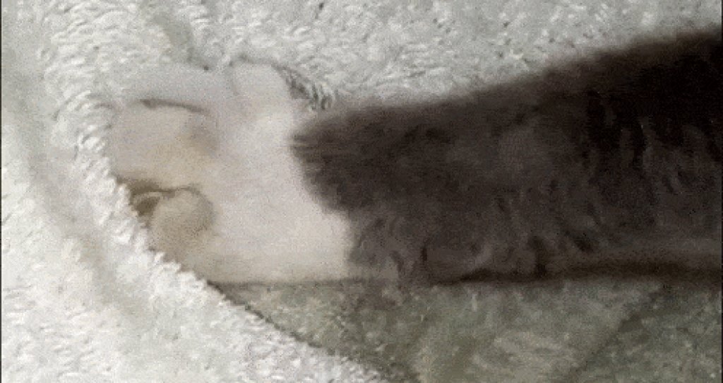 Cat_paws_kneading