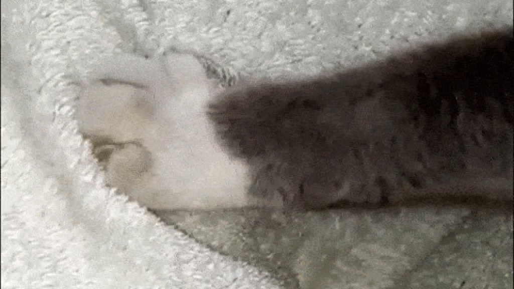 Cat_paws_kneading