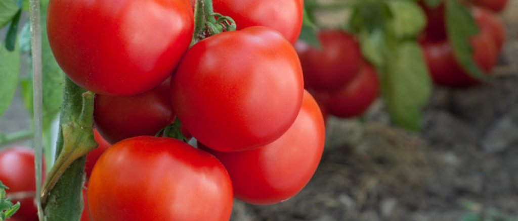 organic-tomatoes-more-healthy-text01
