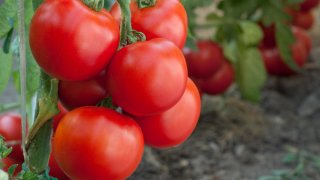 organic-tomatoes-more-healthy-text01