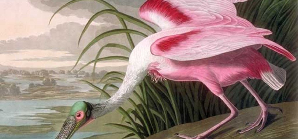 Large_Audubon_Spoonbill