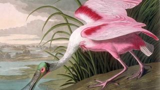 Large_Audubon_Spoonbill