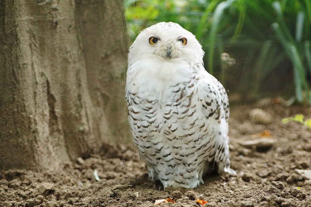 1280px-Cross-eyed_owl