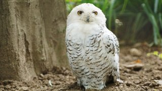 1280px-Cross-eyed_owl