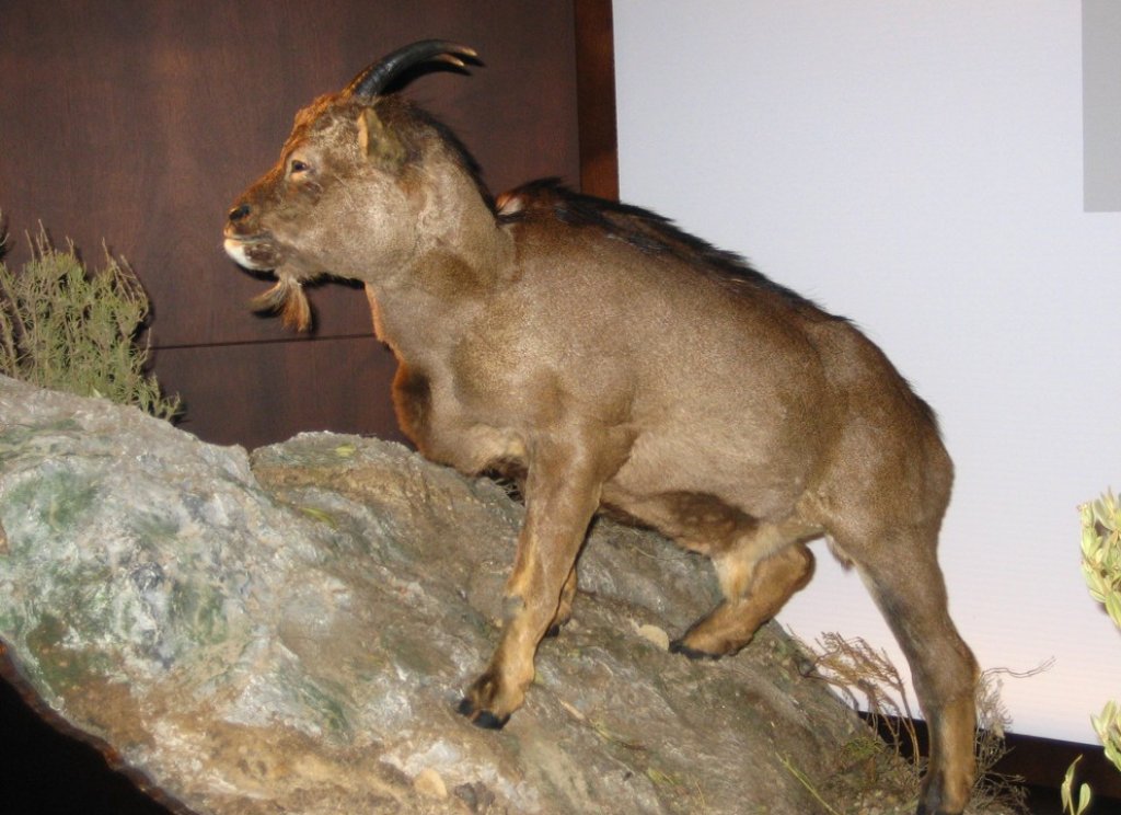 Myotragus_balearicus