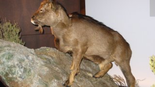 Myotragus_balearicus
