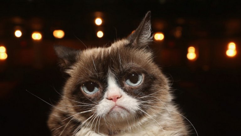 Най-известната котка в интернет почина на 7 години