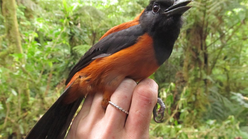 Hooded_Pitohui_1