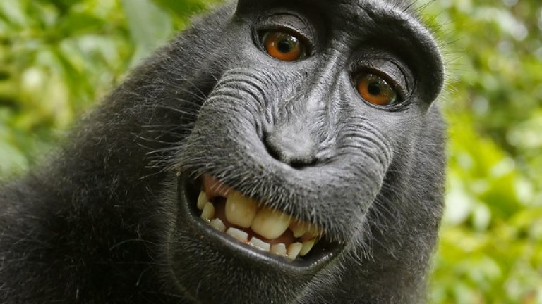 Селфито, което маймуна си направи сама, предизвика правна война в САЩ